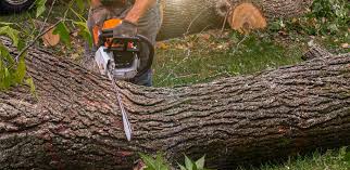 How Our Tree Care Process Works  in  Parsons, KS