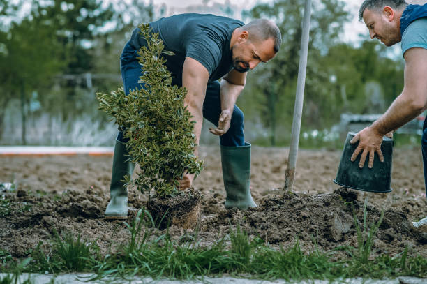 Landscape Design and Installation in Parsons, KS